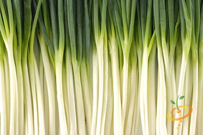 Fresh Tokyo Long White bunching onions or scallions with green tops and white stalks closely arranged