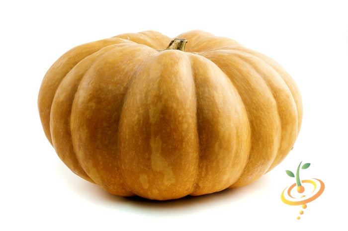 Long Island Cheese winter squash with green and orange rind, ripe and ready for harvest, shown in a natural outdoor setting.