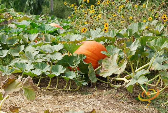 Big Max pumpkin seeds by SeedsNow, displaying large green pumpkin seeds on a neutral background.