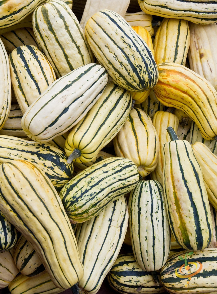 Delicata winter squash seeds from SeedsNow, showing small tan seeds with a smooth surface on a white background.