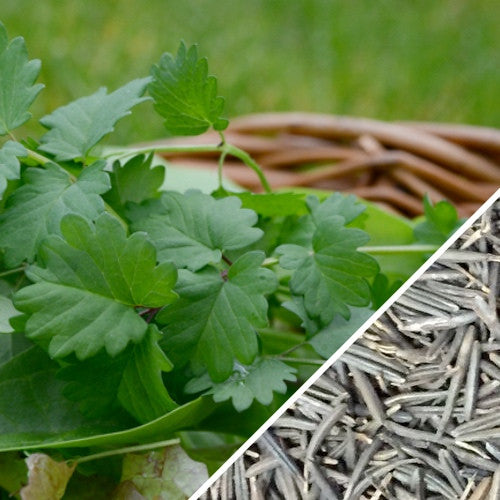 Chervil seeds from SeedsNow, fresh French parsley herb seeds for gardening and culinary use.