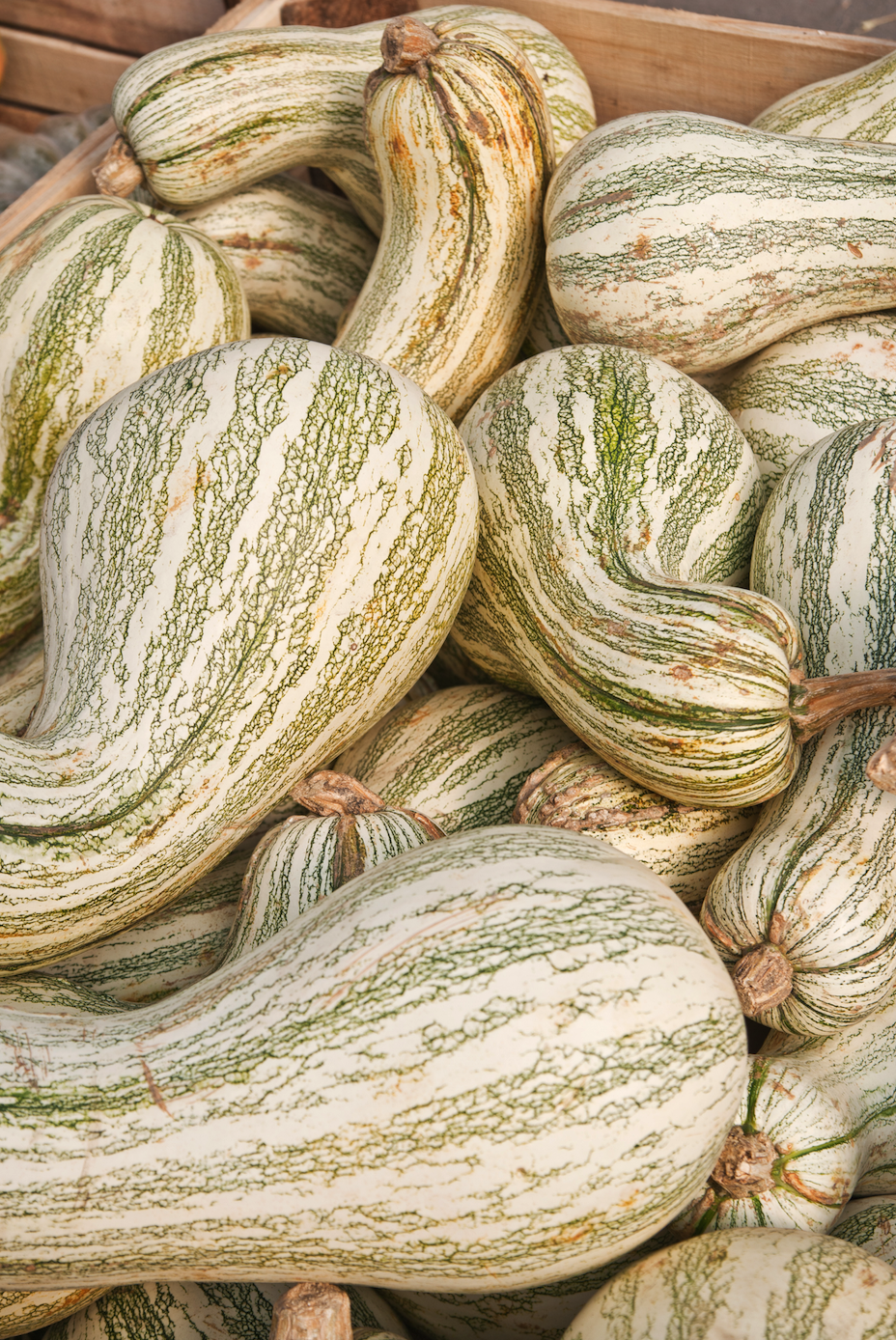 Green striped Cushaw winter squash seeds from SeedsNow, showing multiple seed grains suitable for planting.