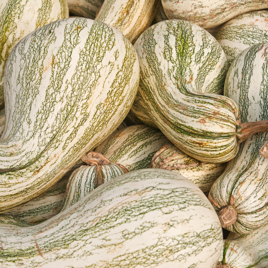 Buy Green Striped Crookneck Cushaw Winter Squash seeds online from USA