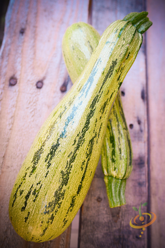Two elongated yellow-green summer squash with dark green stripes on wooden surface summer squash seeds