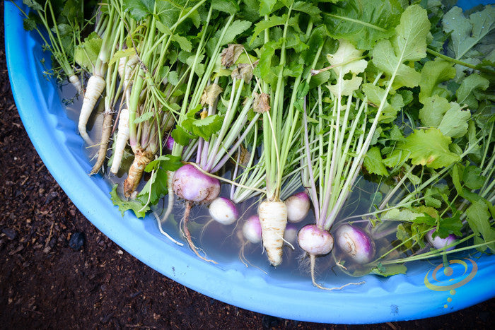 American Purple Top rutabaga roots with green leaves soaking in blue container water