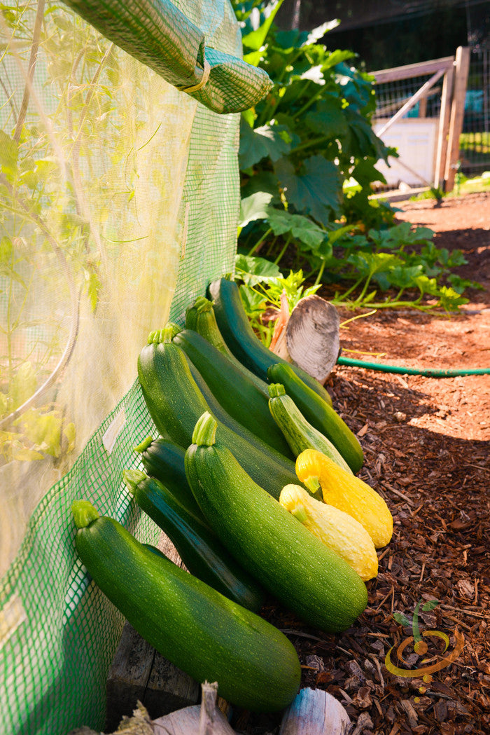 Yellow crookneck summer squash with seeds, fresh and vibrant, shown on a white background.