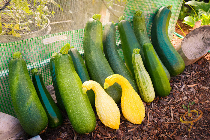Yellow crookneck summer squash with seeds, fresh and vibrant, from SeedsNow. Close-up of ripe squash on a plant.
