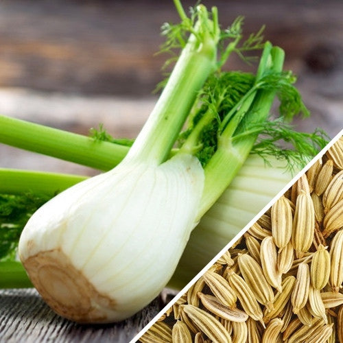 Fennel Florence seeds from SeedsNow, showing small, green fennel seeds ideal for planting or culinary use