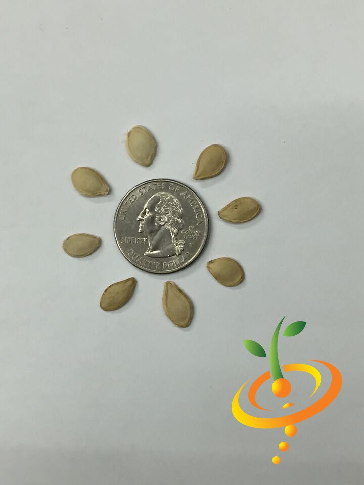 Gourd mixed seeds arranged around a US quarter for size comparison