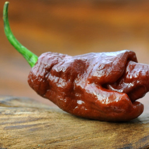 Close-up of a wrinkled Chocolate Habanero pepper with green stem on wooden surface