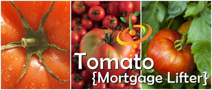 Indeterminate Mortgage Lifter tomato seeds from SeedsNow, showing vibrant green tomato plant with ripe, large red tomatoes.