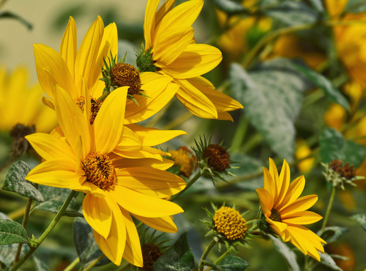 Large Maximillian sunflower seed plant with vibrant yellow flowers and green foliage, grown from SeedsNow sunflower seeds.