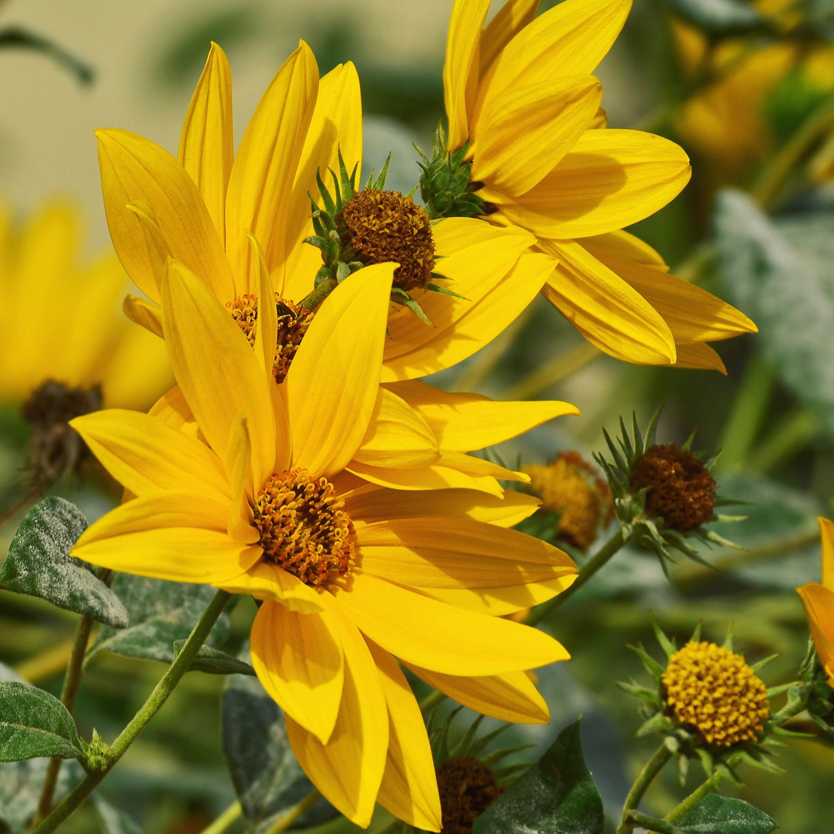 Buy fresh Maximillian Sunflower Flower seeds online from the USA now!