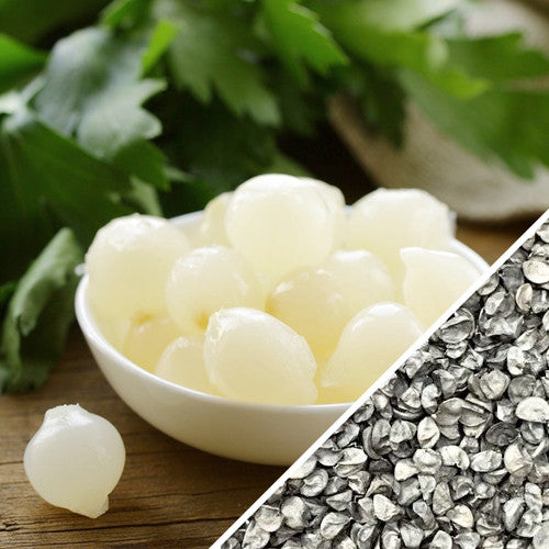 Onion - Barletta, Pearly White - SeedsNow.com