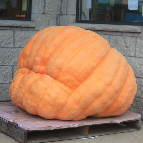 Order high quality World Record Pacific Giant Pumpkin Seeds for sale Online from the USA now! Grow enormous pumpkins of 350+ lbs with only 120 days to maturity.