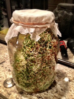 Organic alfalfa sprouts growing in a mason jar covered with a cloth lid for indoor sprouting