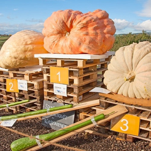 Buy Atlantic Giant pumpkin seeds online from the USA now! Grow HUGE pumpkins that can reach over 1,500 pounds. Seeds for giant pumpkin enthusiasts!!