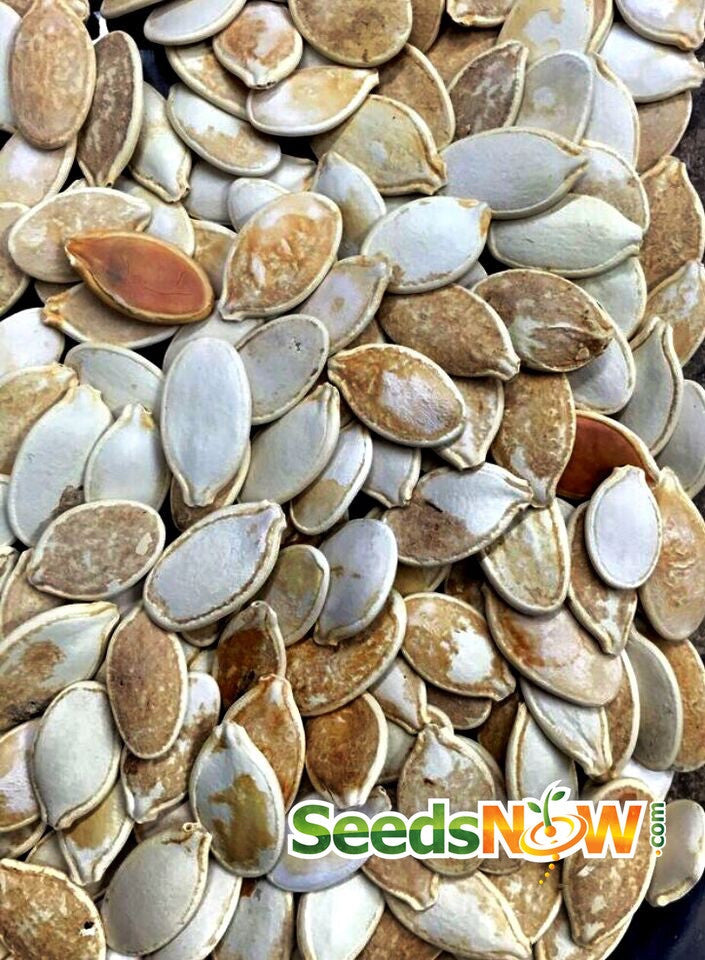 Pumpkin Cinderella seeds from SeedsNow, showing vibrant orange pumpkin with green stems on a white background.