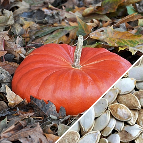 Pumpkin with Cinderella seeds from SeedsNow, showing vibrant orange pumpkin with lush green stem and detailed seed pattern.