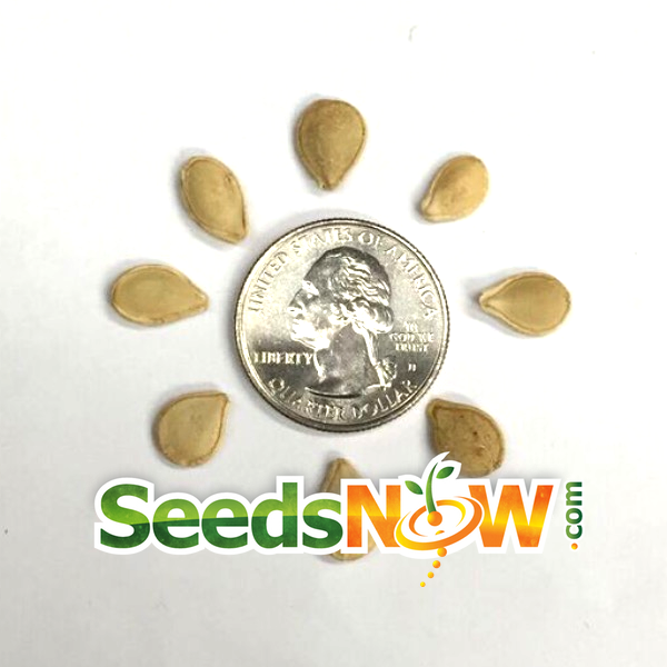 Close-up of Jack Be Little pumpkin seeds from SeedsNow, showing small, orange seeds ideal for planting or snacking.
