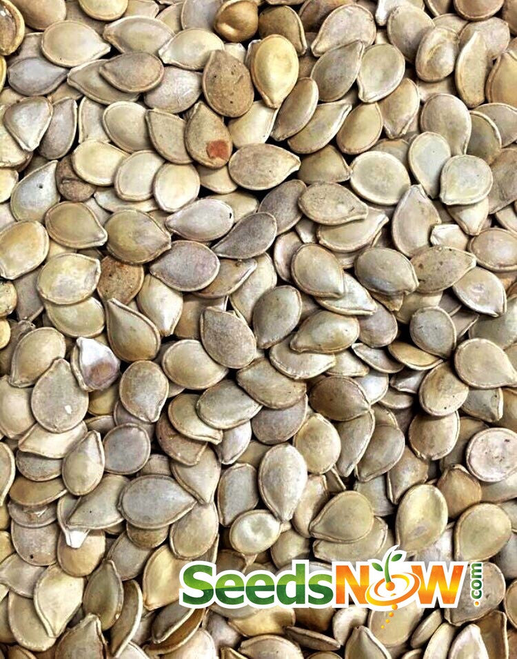 Close-up of Pumpkin - Jack O' Lantern seeds with SeedsNow logo