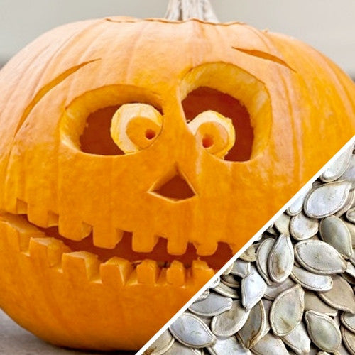 Carved Jack O' Lantern pumpkin with seeds for planting and cooking use