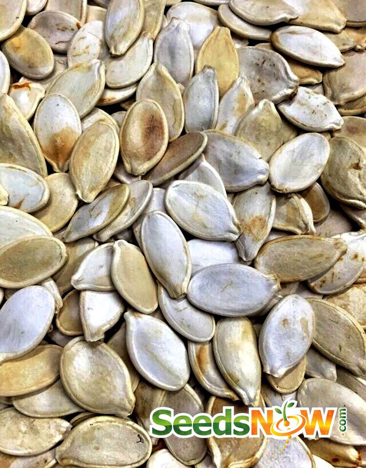 Yellow Paris pumpkin with seeds from SeedsNow, showcasing the vibrant orange pumpkin and its yellow seeds on a plain background.