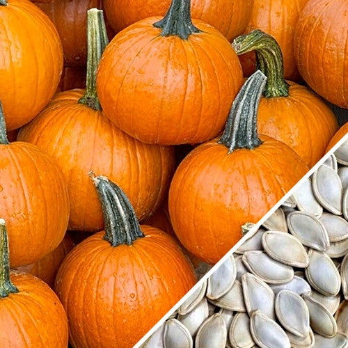 Small Sugar pumpkins with bright orange flesh and seeds for planting