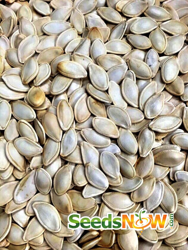 Close-up of Pumpkin Small Sugar seeds with SeedsNow logo
