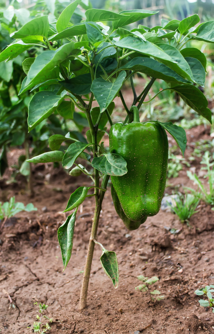 Sweet Emerald Giant pepper seeds from SeedsNow, showing vibrant green, large, and healthy pepper seed packets for planting.