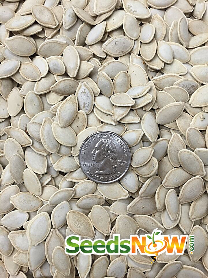 Cocozelle summer squash seeds by SeedsNow, showing vibrant seed packets with colorful illustrations and product branding.