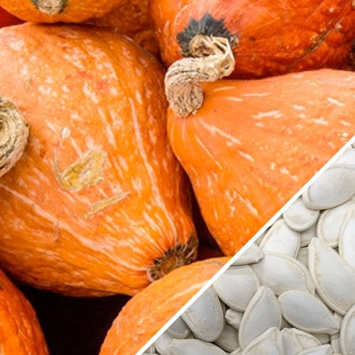 Buy fresh Golden Hubbard Winter Squash seeds online from the USA now!