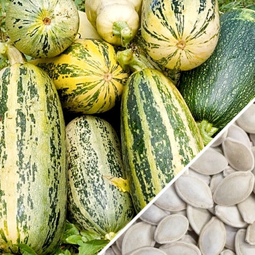 Green seeds for summer marrow squash, a fresh vegetable from SeedsNow, shown in a close-up image.