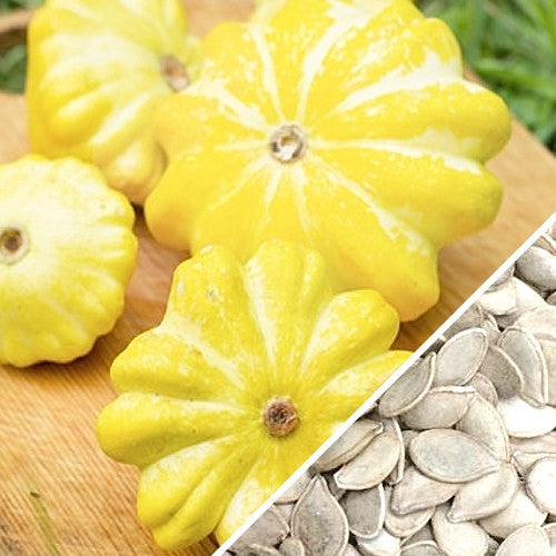 Summer squash Scallop Golden Bush seeds from SeedsNow, showing vibrant yellow squash with scalloped edges on healthy plant foliage.