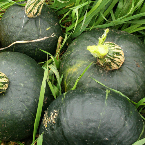 Buy Burgess Buttercup Winter Squash seeds (Cucurbita maxima) from USA!