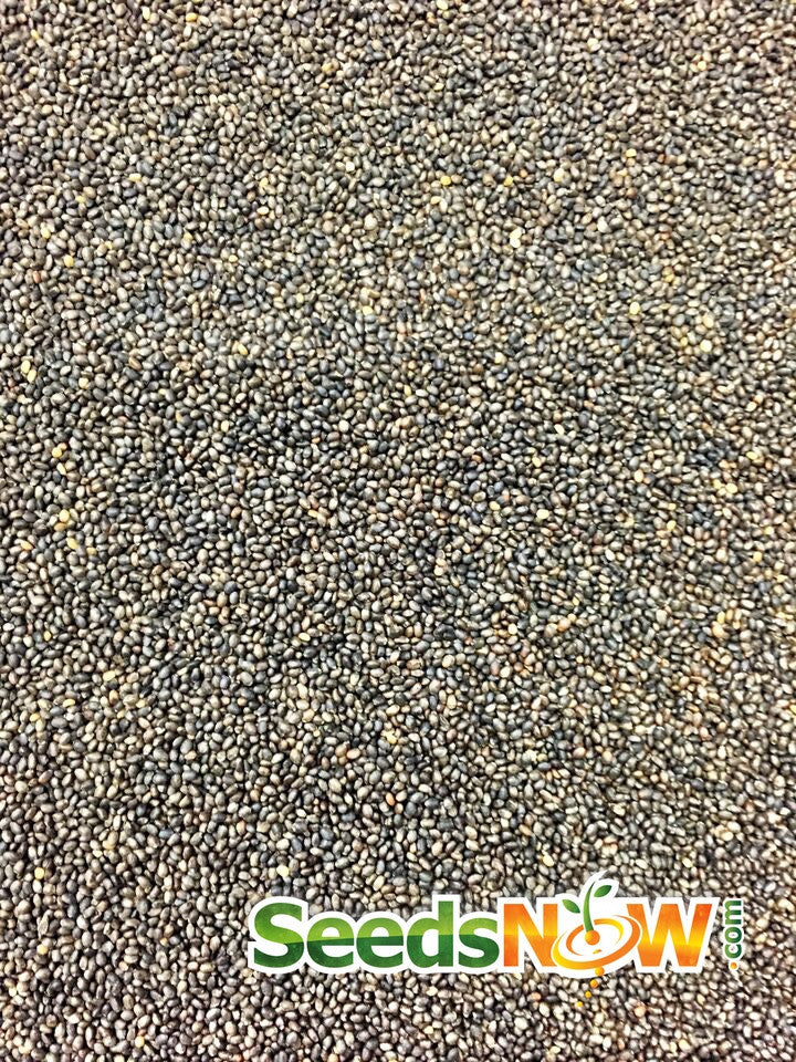 Close-up of Summer Savory Seeds from SeedsNow, showing small brown seeds ideal for summer herb gardening.