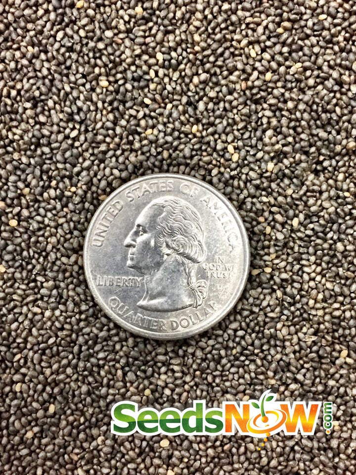 Close-up of Summer Savory seeds from SeedsNow, showcasing small, dark seeds ideal for herb gardening and culinary use.