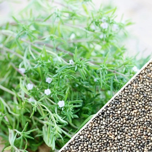 Fresh Summer Savory seeds from SeedsNow, showing small herb seeds ideal for planting and herb garden cultivation.