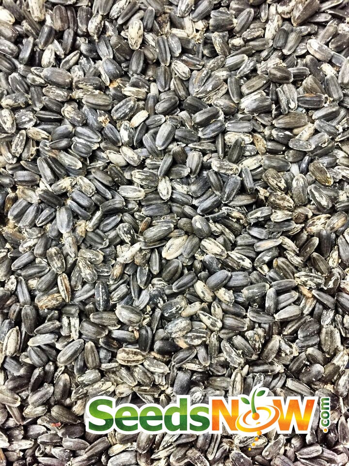 Sunflower Sunspot Dwarf flower seeds from SeedsNow, featuring bright yellow blooms and compact growth for sunny garden spaces.