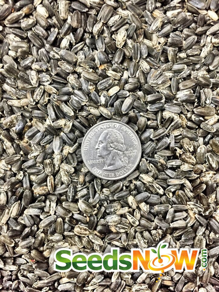 Dwarf Sunspot sunflower seeds by SeedsNow, showing vibrant yellow sunflower flower with green stem and leaves.