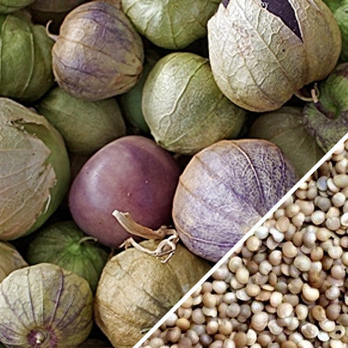 Order Classic Green Tomatillo seeds online from the USA to grow fresh, tasty tomatillos for Mexican salsas and sauces. Perfect for making Mexican salsas & sauces!