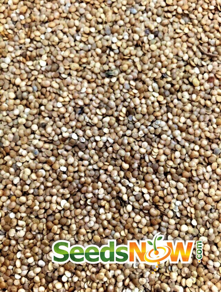 Large fruited Tomatillo Classic seeds from SeedsNow, fresh green seeds ideal for growing healthy, flavorful tomatillo plants.