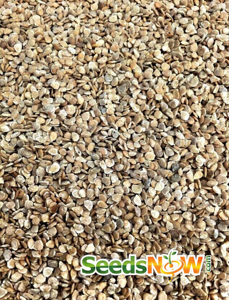 Close-up image of Pink Brandywine Tomato seeds for planting indeterminate tomato variety