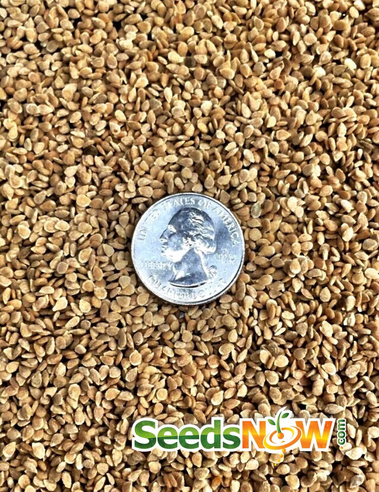 Cherry chocolate tomato indeterminate seeds from SeedsNow, showing healthy seed packets for growing delicious, sweet tomatoes.