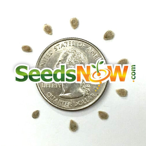 Indeterminate Tomato Money Maker seeds from SeedsNow shown in a clear image, ready for planting in a home garden.