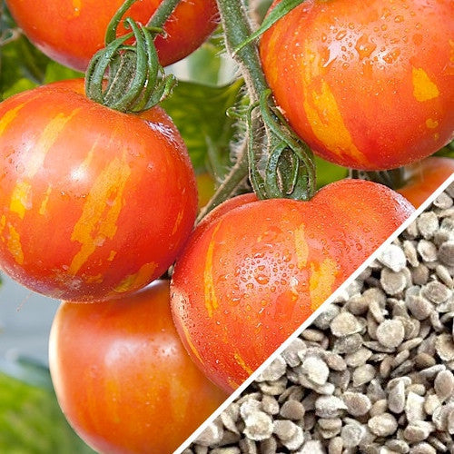 Heirloom Mr. Stripey indeterminate tomato seeds from SeedsNow, featuring vibrant striped heirloom tomato variety.