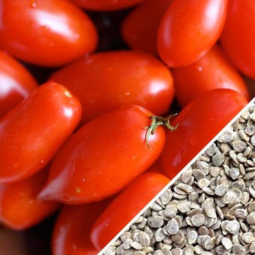 Rio Grande tomato seeds for sale from the USA. Determinate, plum, sweet sauce/paste tomato for containers! Open-pollinated USA-quality, NON-GMO organic seeds & more!
