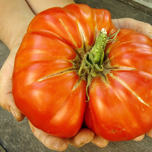 Buy Delicious tomato seeds online in the USA! | HUGE, Meaty & Juicy!