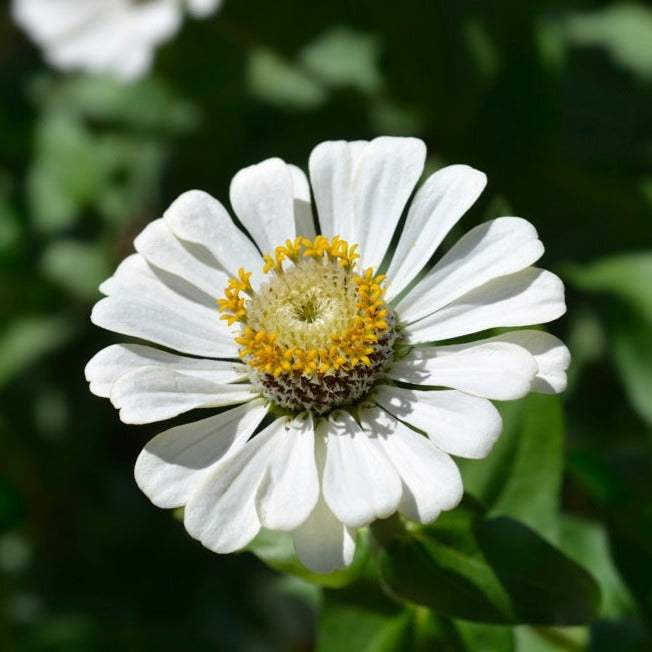 Zinnia Polar Bear flowers seeds by SeedsNow showing white, fluffy flower buds ready to bloom in a garden setting.