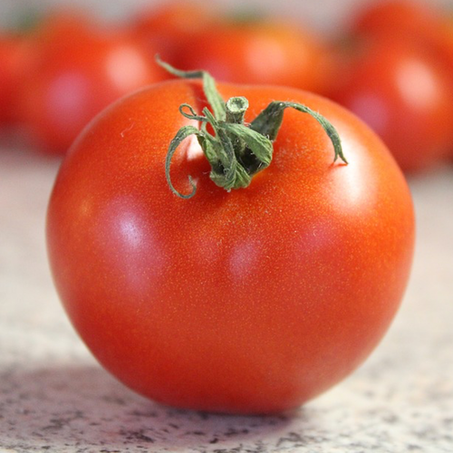 Pink Bradley heirloom tomato seeds to order online from the USA. Medium size, Perfect fresh or cooked. Open-pollinated OP USA-quality, NON-GMO organic seeds & more!